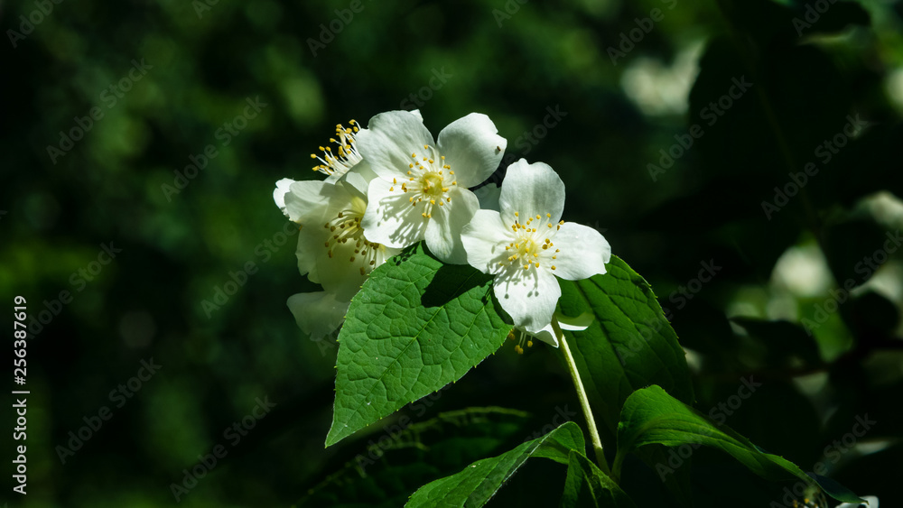 Obraz premium White flowers on mock-orange shrub with bokeh background, macro, selective focus, shallow DOF