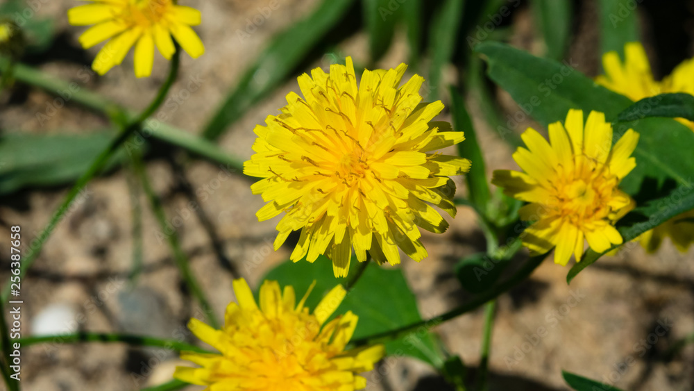 Flowers of Crepis tectorum or Narrowleaf Hawksbeard close-up with bokeh background, selective focus, shallow DOF Flowers of Crepis tectorum or Narrowleaf Hawksbeard close-up with bokeh background, selective focus, shallow DOF