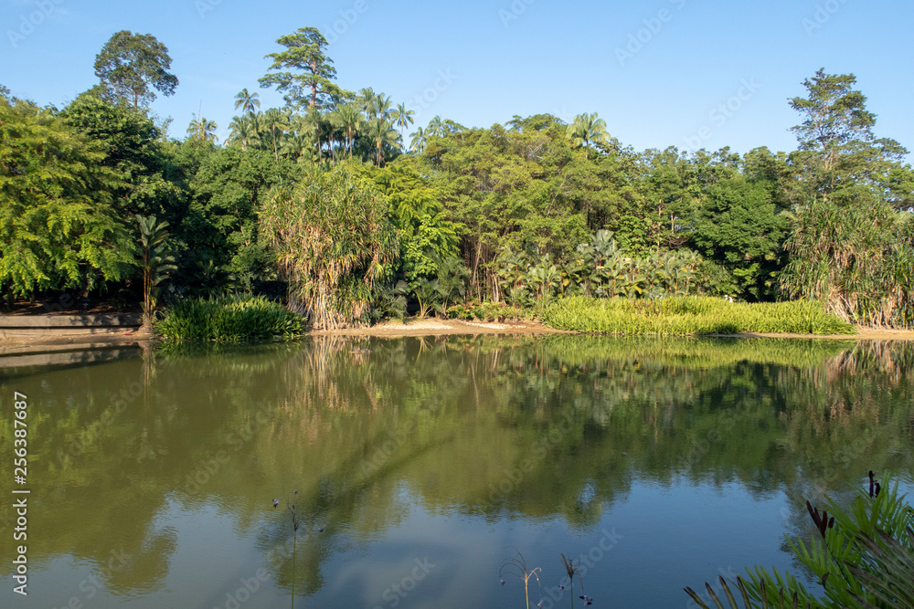 Trees and sky reflecting in a small lake in public gardens in Singapore