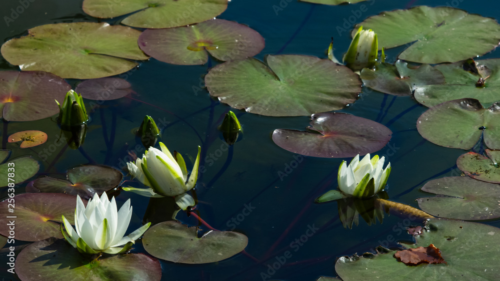 European White Waterlily, Water Rose or Nenuphar, Nymphaea alba, flowers at pond close-up, selective focus, shallow DOF European White Waterlily, Water Rose or Nenuphar, Nymphaea alba, flowers at pond close-up, selective focus, shallow DOF