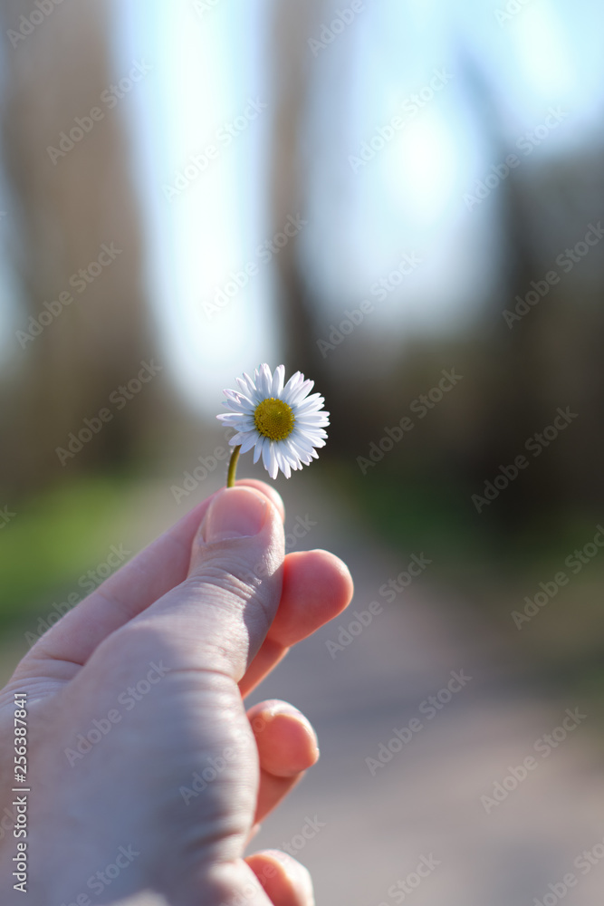 hand man close-up holding little flower daisy in a sunny day - hope concept. hand man close-up holding little flower daisy in a sunny day - hope concept.