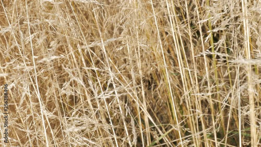 Close up of tall thin golden yellow spikes moving in the wind on field. Abstract background Close up of tall thin golden yellow spikes moving in the wind on field. Abstract background
