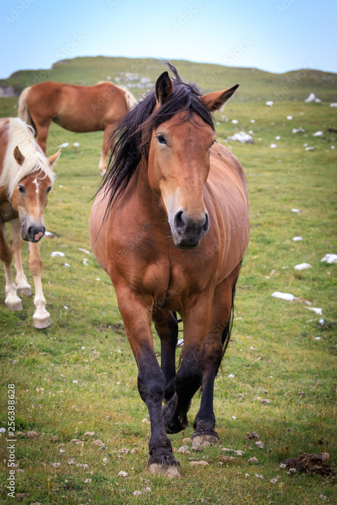 Fototapeta premium cavalli al pascolo in val Badia