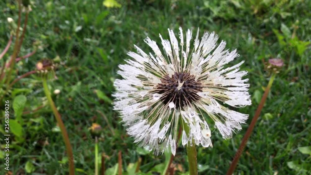 Close up of dandelion seed head, its white fluff is covered with frosty morning dew Close up of dandelion seed head, its white fluff is covered with frosty morning dew