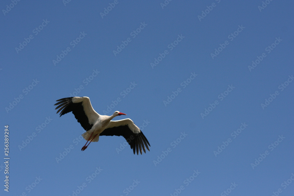 Stork flying to the nest