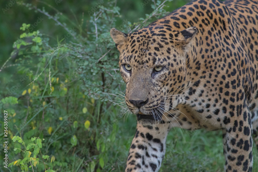 Sri Lankan Leopard from Yala National Park Sri Lankan Leopard from Yala National Park
