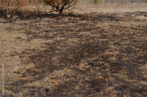 Scorched grass on the ground.