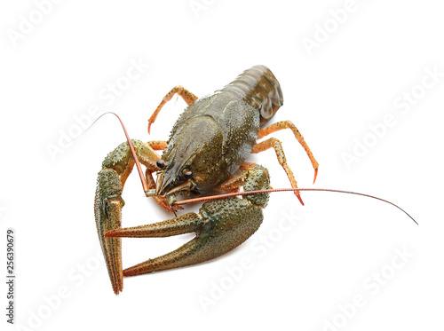 Crayfish on a white background 