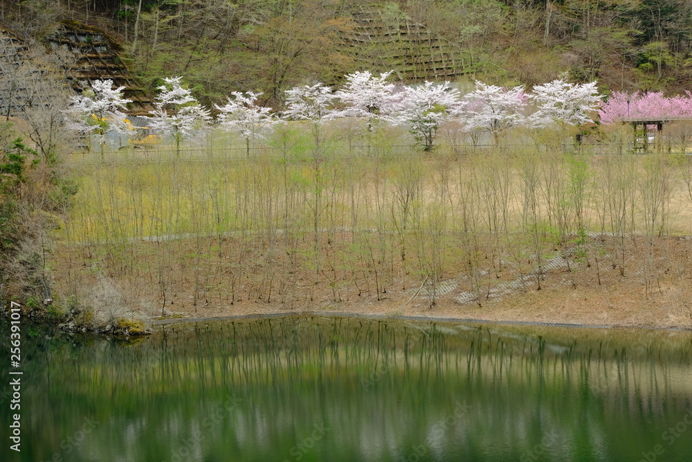 Obraz premium 深城ダムと桜