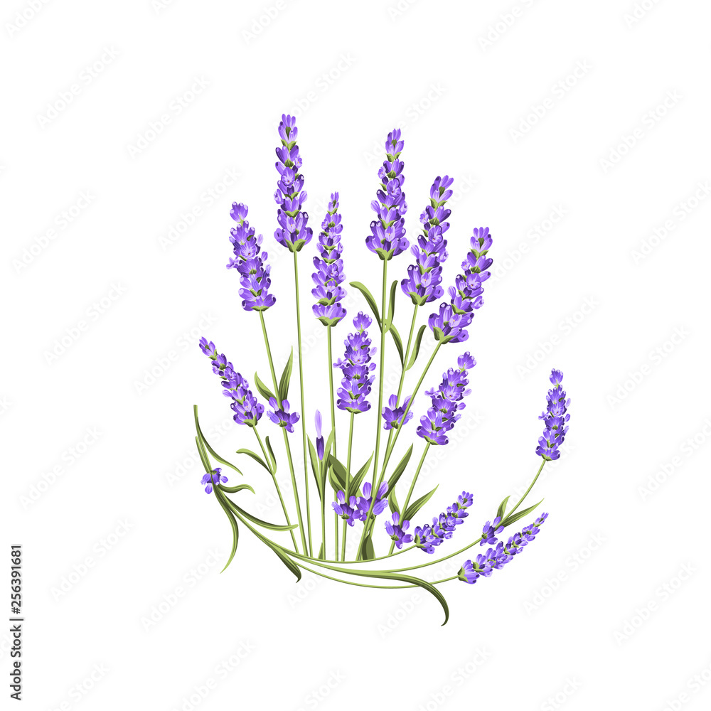 Bunch of lavender flowers on a white background. Label with lavender flowers. Vector illustration.