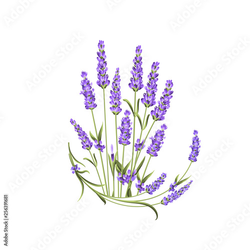 Bunch of lavender flowers on a white background. Label with lavender flowers. Vector illustration.