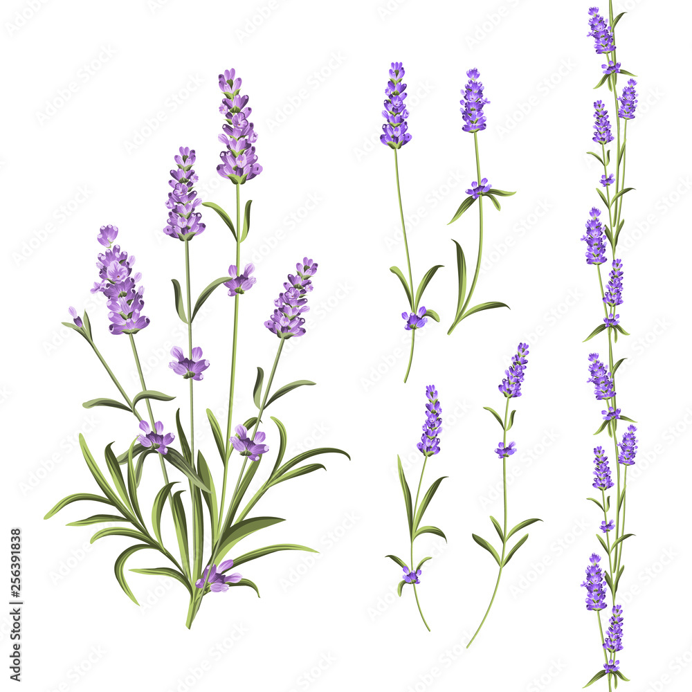 Provence flowers collection. Set of lavender flowers elements. Violet flowers kit. Fashion summer print bundle. Elements for invitation card and your template design. Vector illustration.