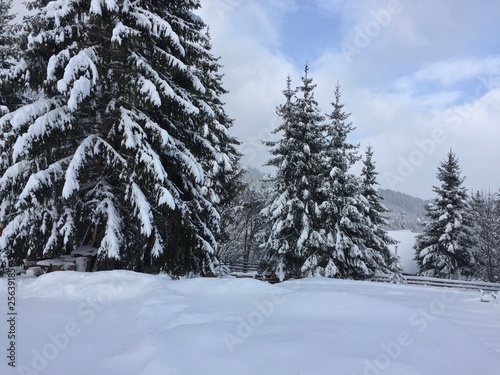 Winter landscape in the forest at the Harghita-Băi mountain resort, Romania