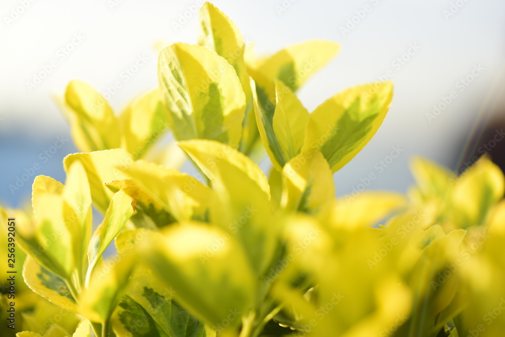 flower leaves