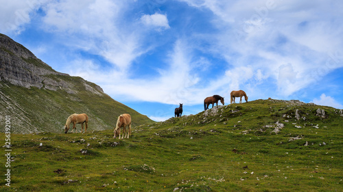cavalli al pascolo in val Badia © Roberto Zocchi