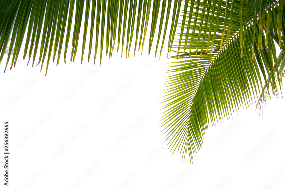 Obraz premium Palm leaf, coconut leaf on white background. Copy space.