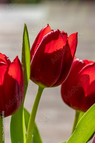 Drops of water on a red tulip