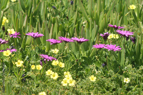 Colorful flowers among green grass in sunlight