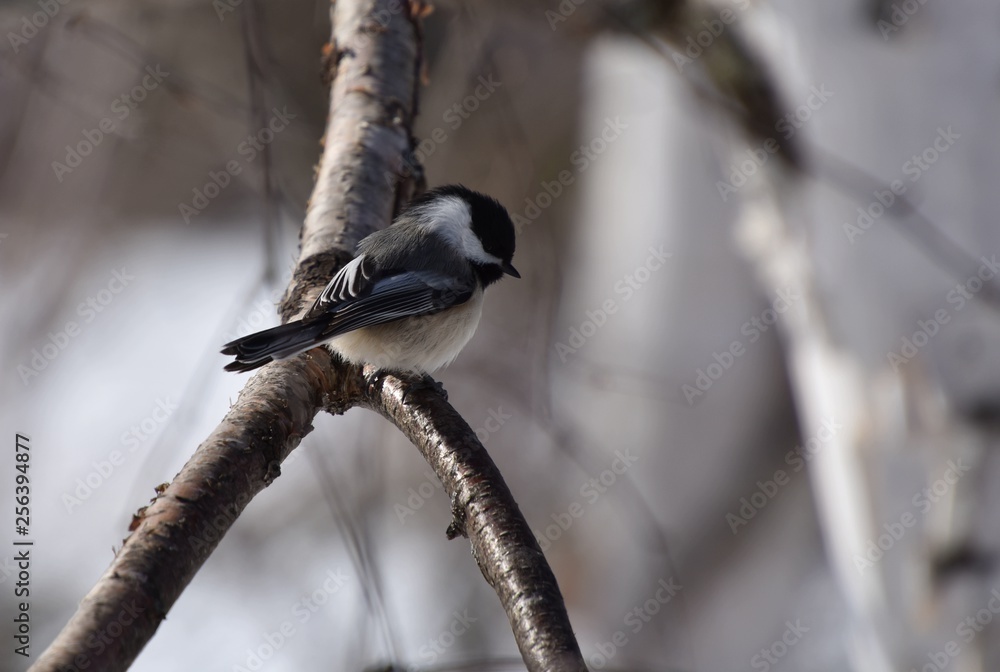 Fototapeta premium Jolie petit mésange dans la nature