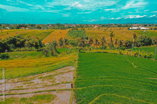 Rice terraced fields, aerial view, Canggu Bali, Indonesia © Человек с Земли Серг