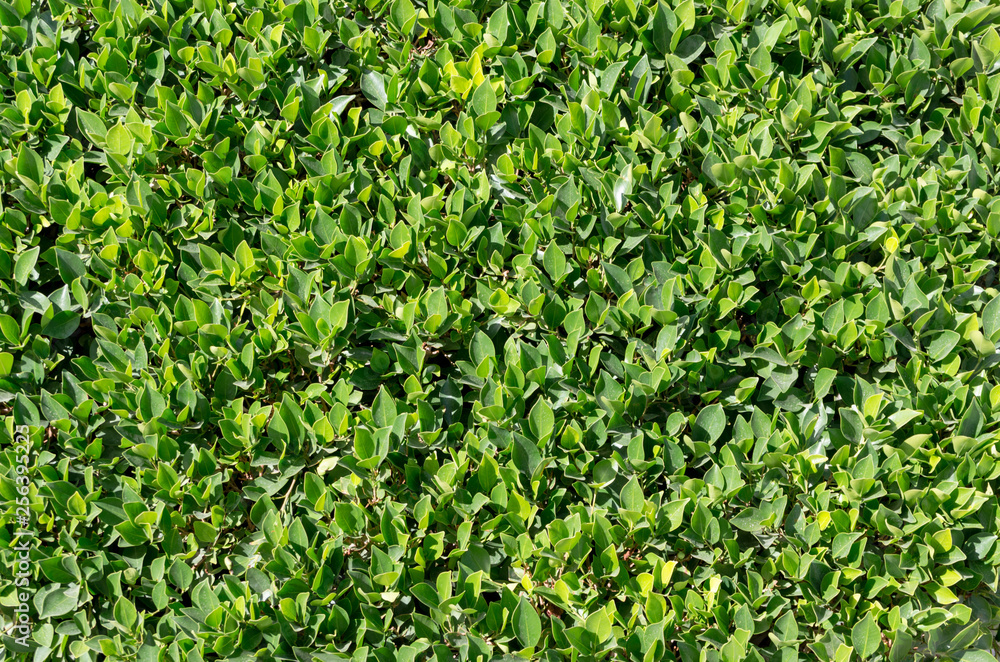 pattern of green fresh leaf plants pattern of green fresh leaf plants