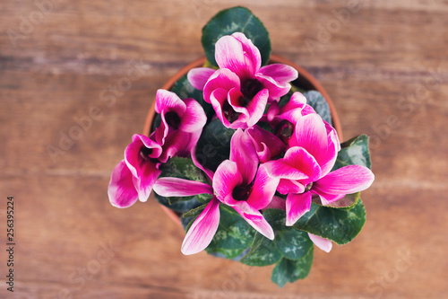 cyclamen is blossom