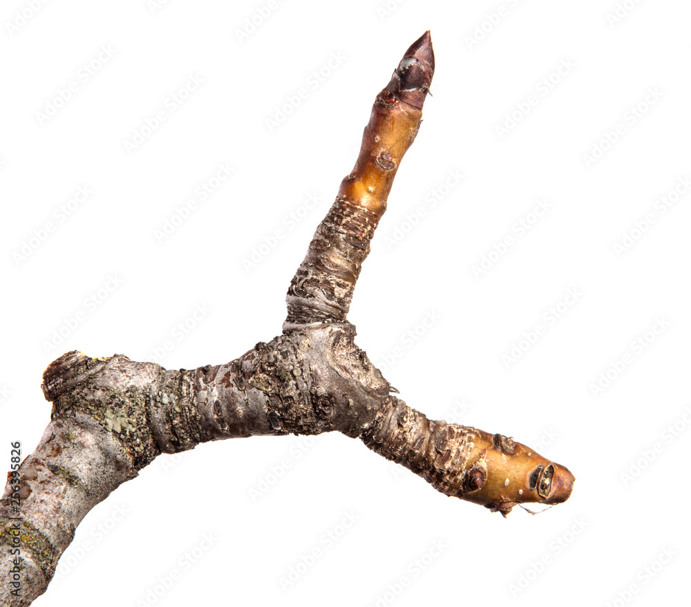 dry cracked pear tree branch. isolated on white background