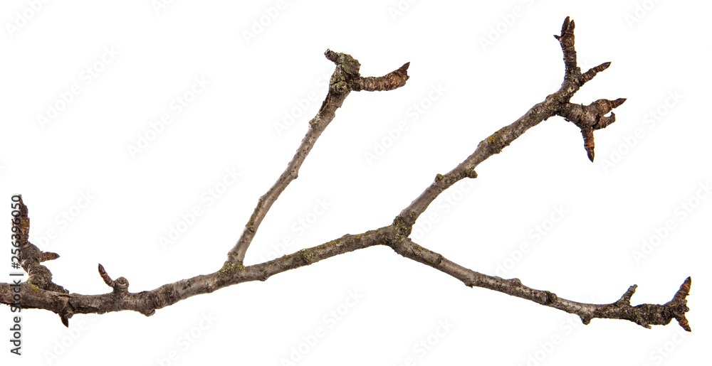 dry cracked pear tree branch. isolated on white background