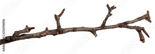 dry cracked pear tree branch. isolated on white background