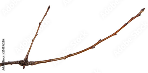 dry cracked pear tree branch. isolated on white background