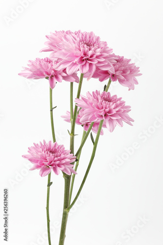 Pink Chrysanthemum isolated on white background