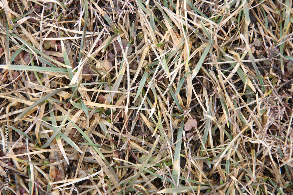 The first spring grass after snow melt