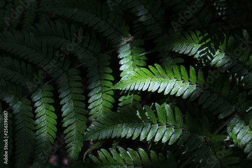 Green leaf of wild fern that grows in the shade as background material