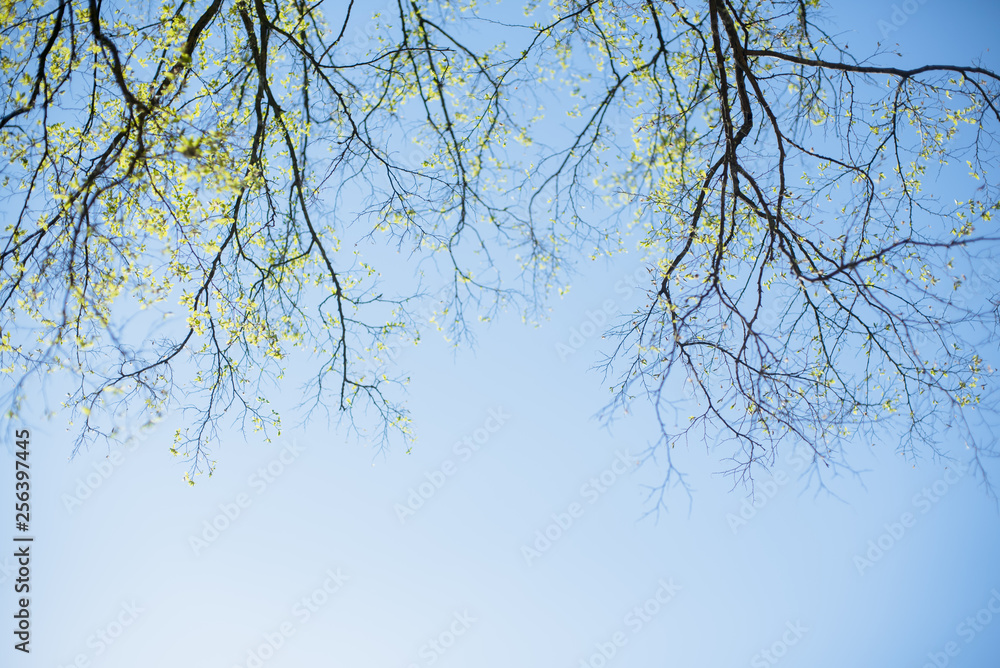 Thin spring twigs of a tree against a blue sky. Thin spring twigs of a tree against a blue sky.