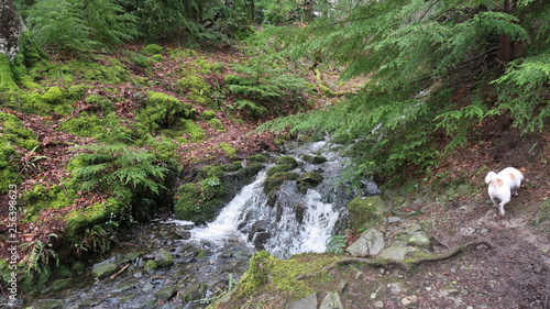 Fototapeta Naklejka Na Ścianę i Meble -  forest water stream