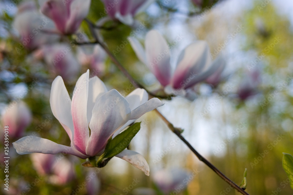 Magnolienblüten am Baum
