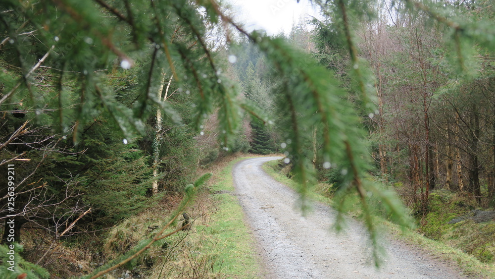 Obraz premium path in forest
