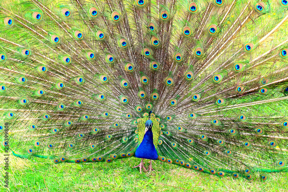 Obraz premium Peacock with tail wide open. Close-up. Background. Texture.