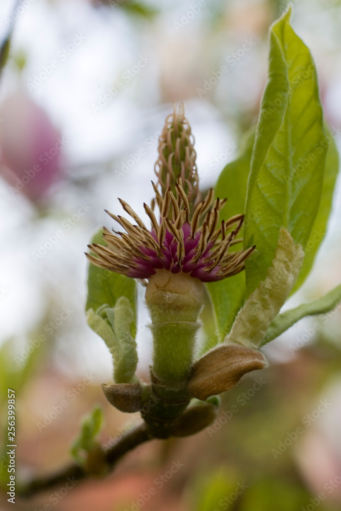 Fototapeta premium Verblühte Magnolienblüte