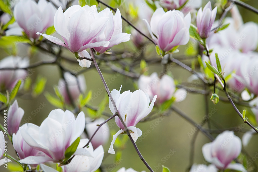 Obraz premium Blühende Tulpenmagnolie