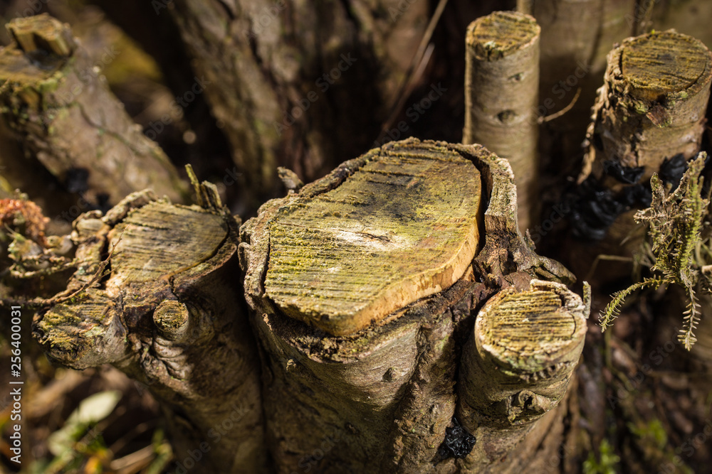 Fototapeta premium abgeschnittene Reste eines Baumes / Wurzelwerk Baumstumpf