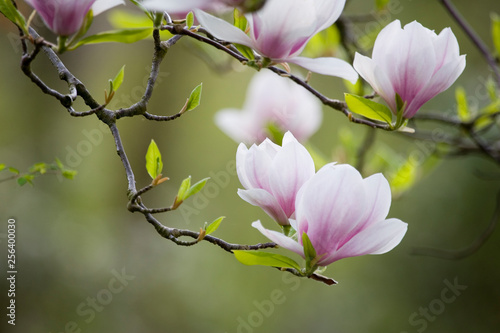 Blühender Magnolienast vor grünem Hintergrund
