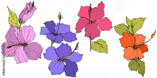 Vector Hibiscus floral botanical flower. Engraved ink art. Isolated hibiscus illustration element on white background.