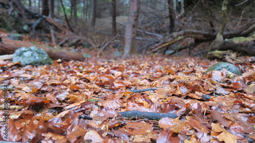 autumn leaves in forest