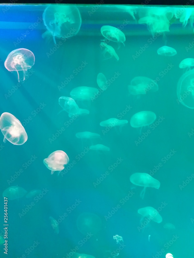 jellyfish jellyfish
