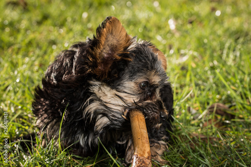 Hund knabbert an Stöckchen im Gras mit Maul photo