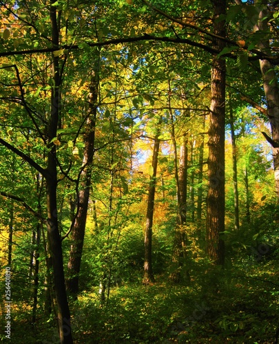 the beautiful autumn forest in bright yellow colors