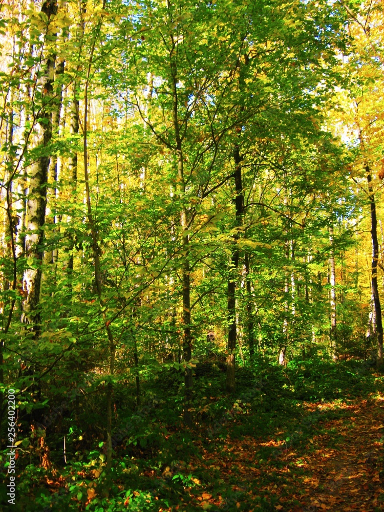 Naklejka premium the beautiful autumn forest in bright yellow colors