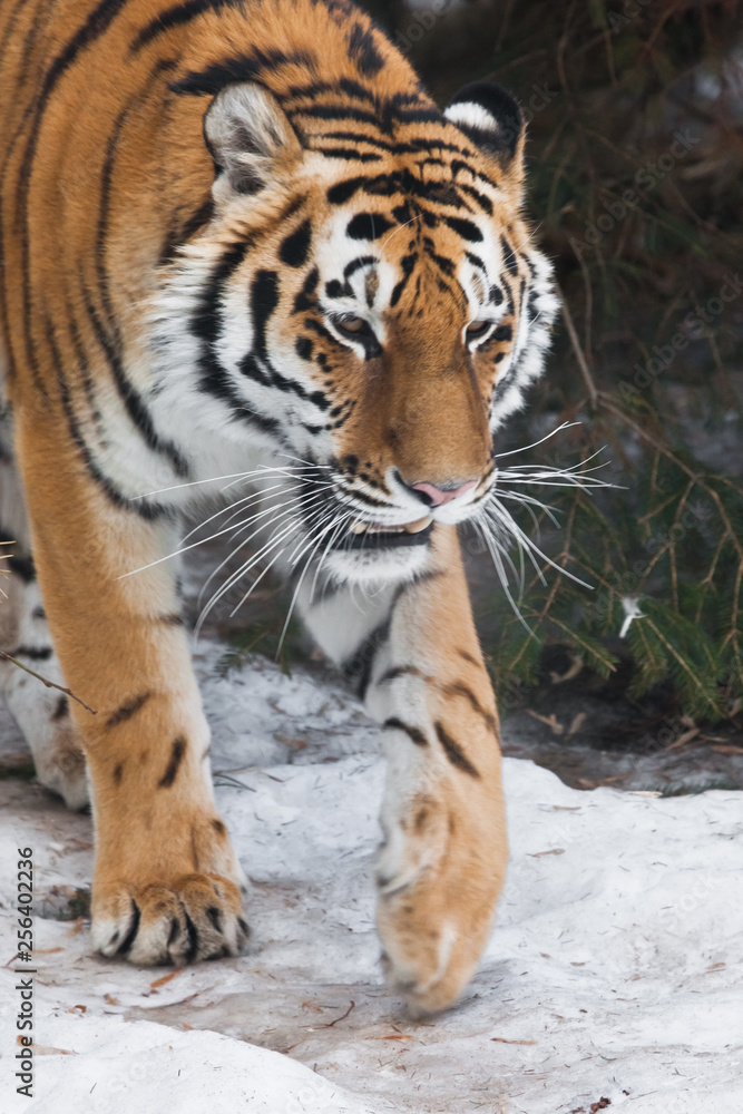 Amur tiger (Siberian tiger) on the background of fir trees in the winter close-up, cat. Amur tiger (Siberian tiger) on the background of fir trees in the winter close-up, cat.