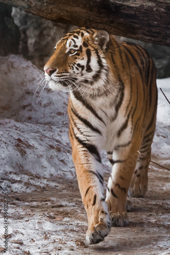 Tiger paces and looks proudly. The powerful and beautiful big cat Amur tiger goes on snow